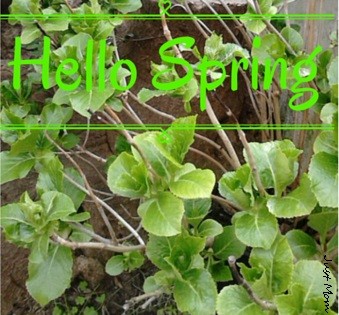 hello spring jm.jpg