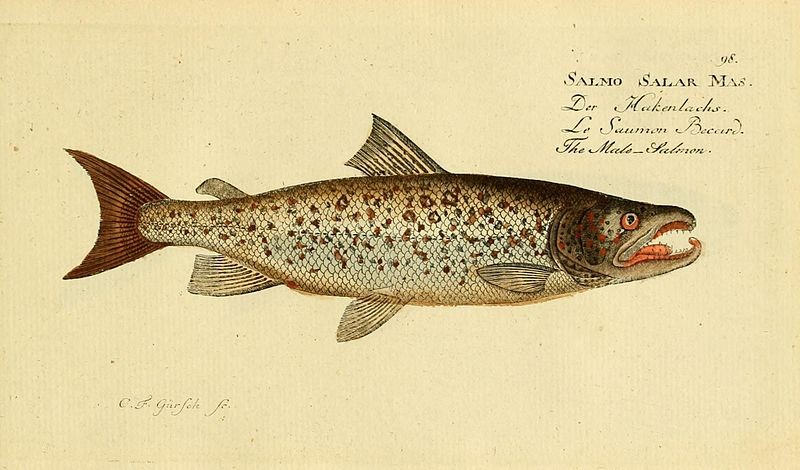 Salmo salar.jpg