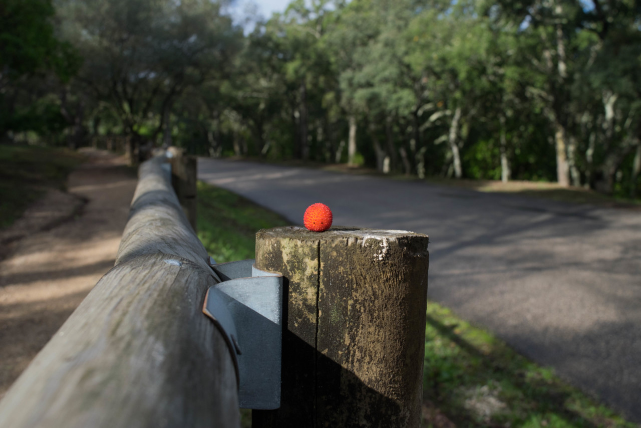 Um medronho maduro pousado em cima de um poste de madeira