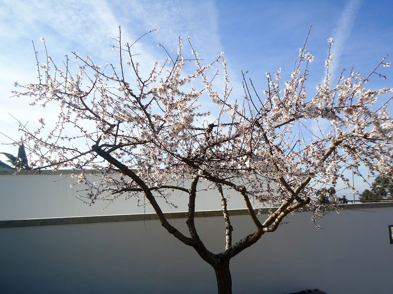 DSC07513 - Cópia.JPG