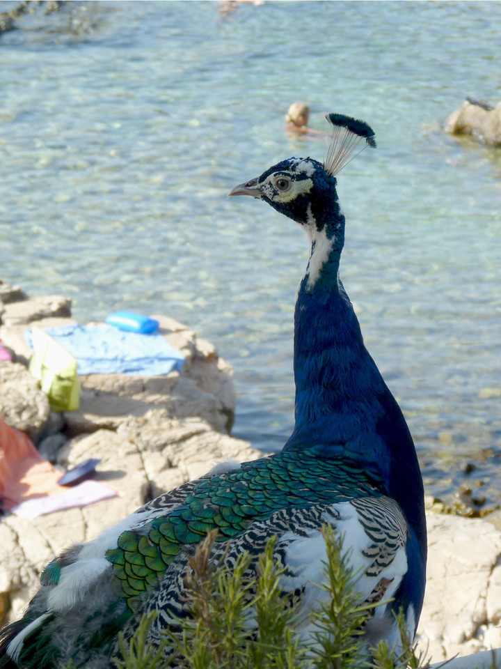 P1390630 cópia cortada.jpg