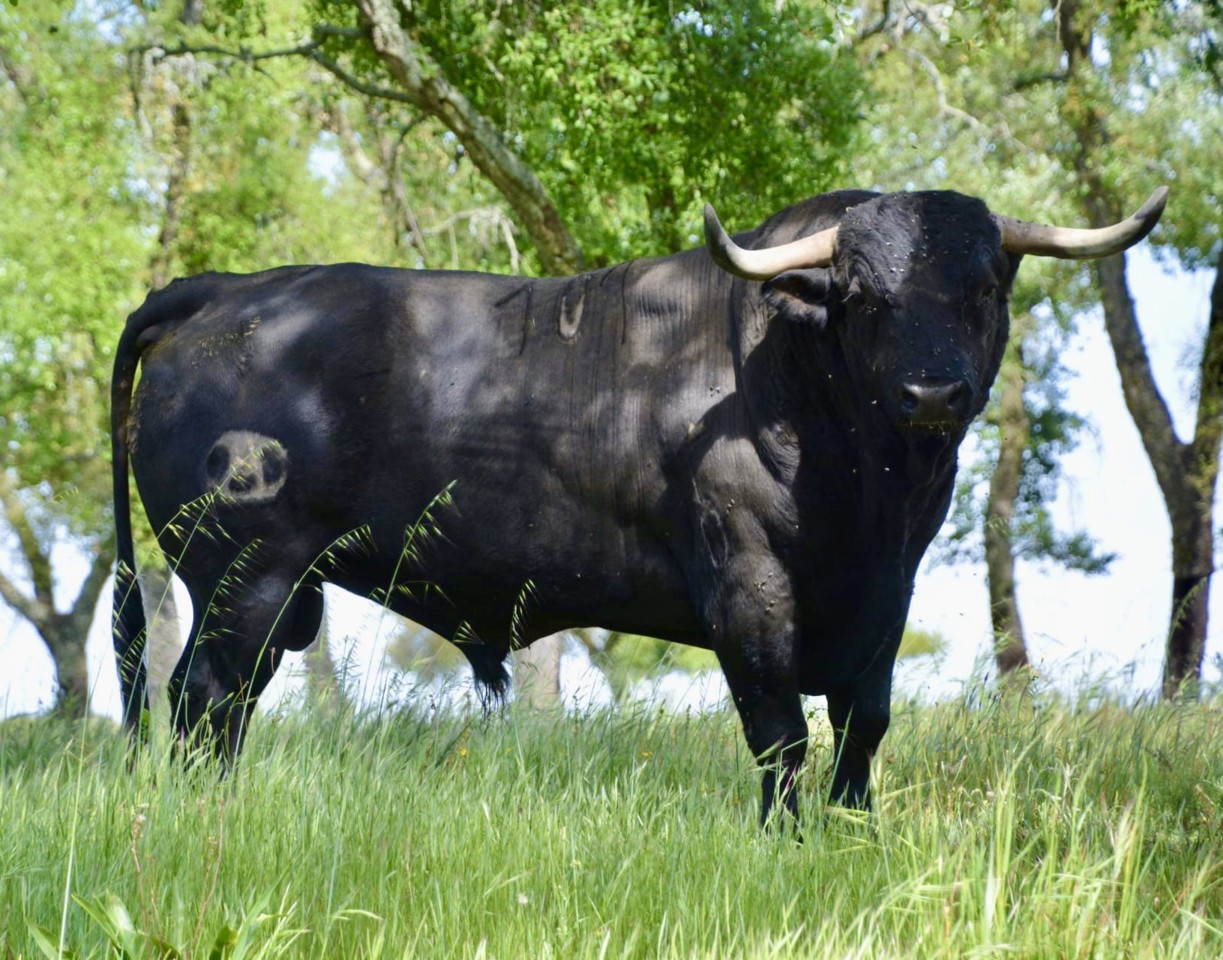 nº 101 -  António Silva.jpg