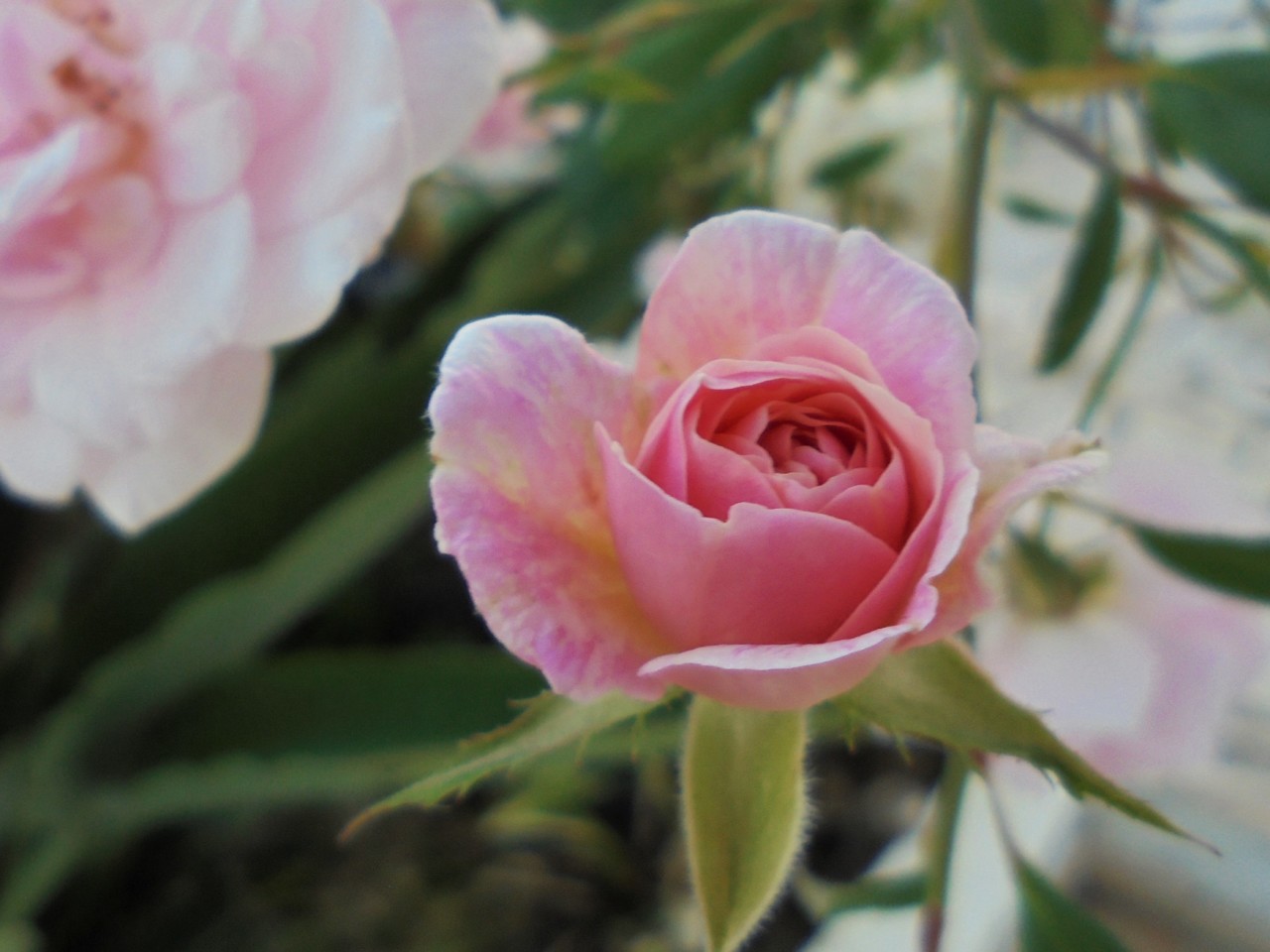 Rosa Sta Teresinha.JPG