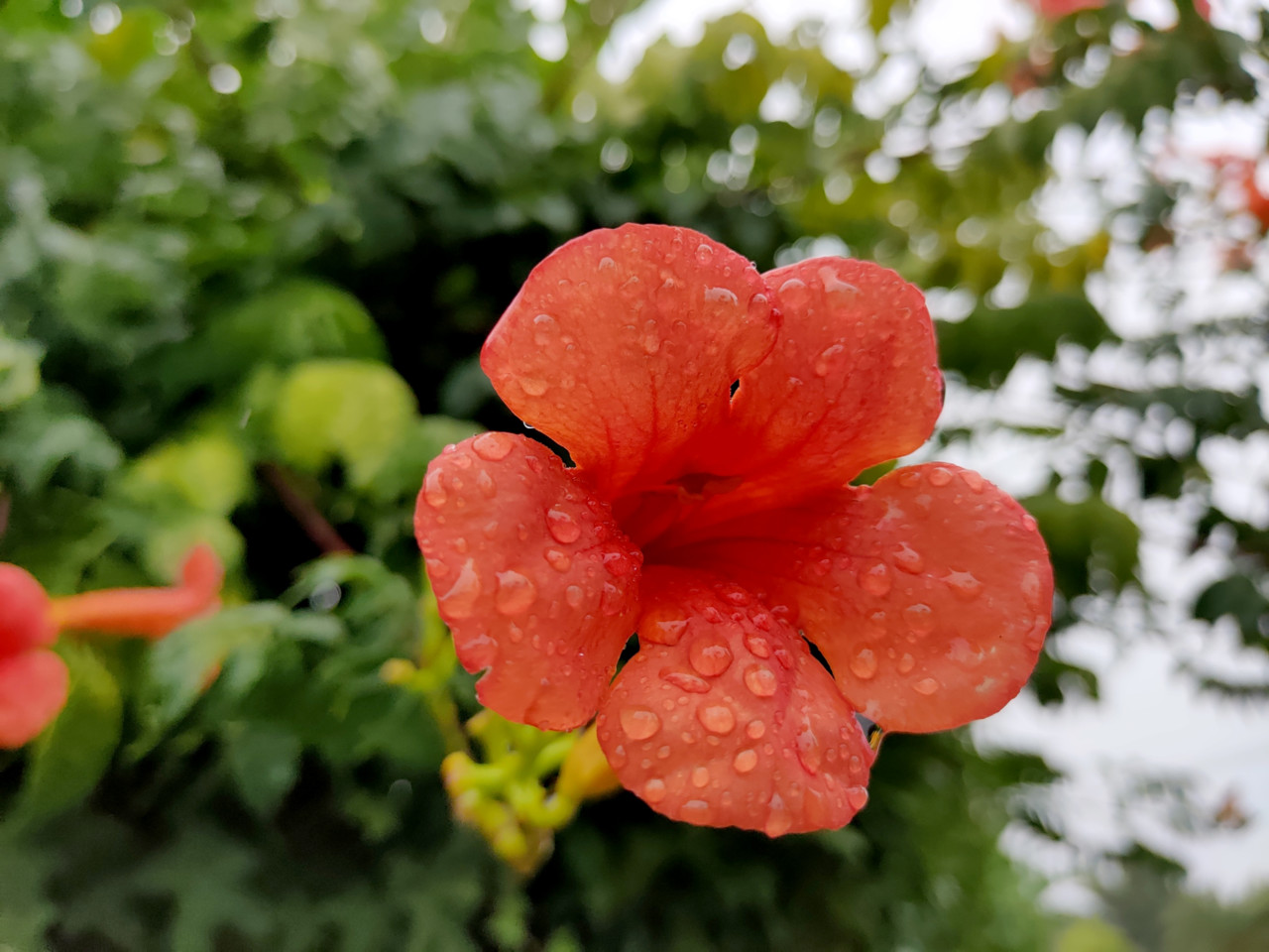 Imagem flor para o blogue.jpg