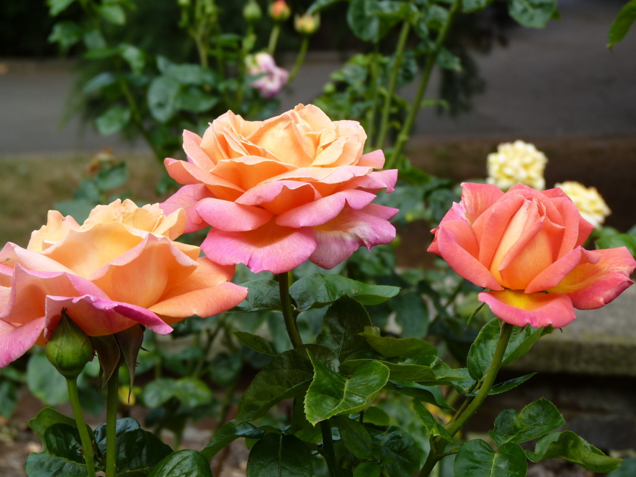 Londres-Holland Park (3030).JPG