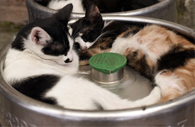 Montenegro399.jpg Montenegro399.jpg