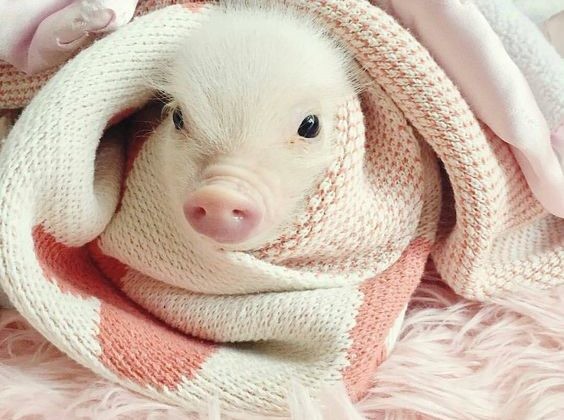 mini porco aconchego.jpg mini porco aconchego.jpg