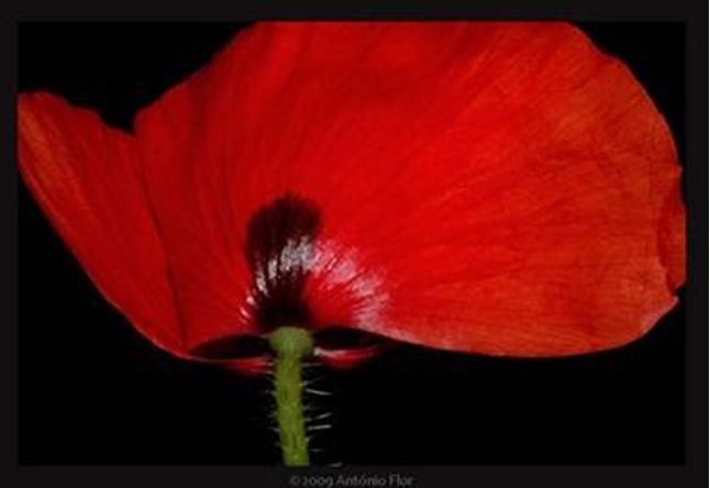 papoulavermelha.JPG