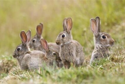 How-to-tell-the-difference-between-hares-and-rabbi