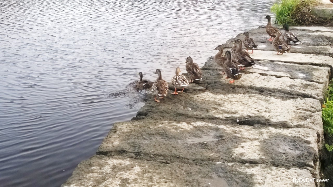 há patos no rio.jpg