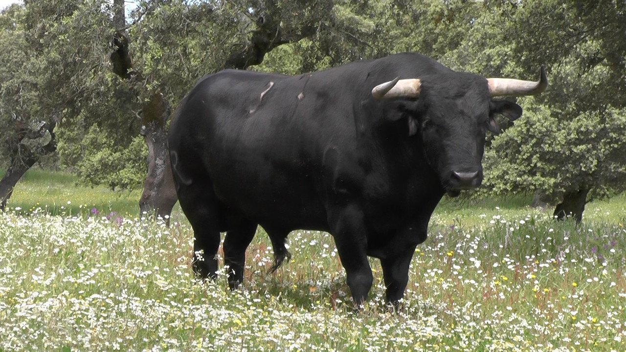 ganadaria ribeiro telles (2).jpg