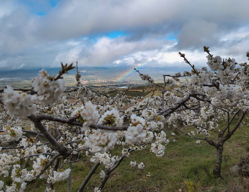cerejeiras em Flor fundão 02 2023 arco-iris.jpg