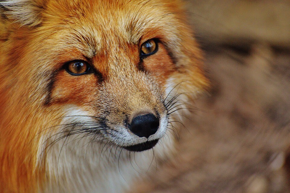 red-fox-1310826_960_720.jpg