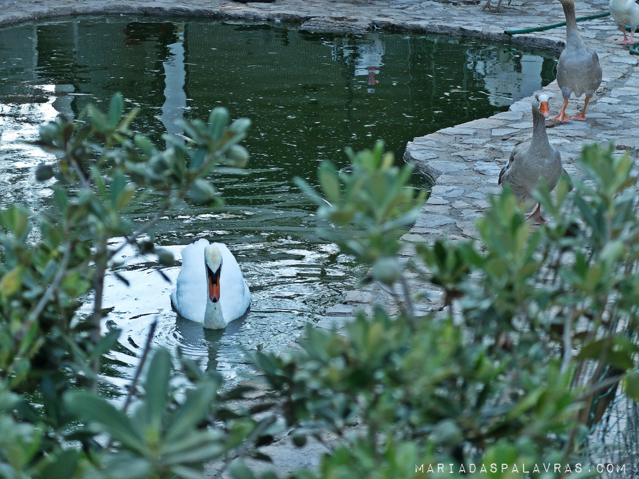 Patinhos feios e cisnes - fotografia Maria das Palavras