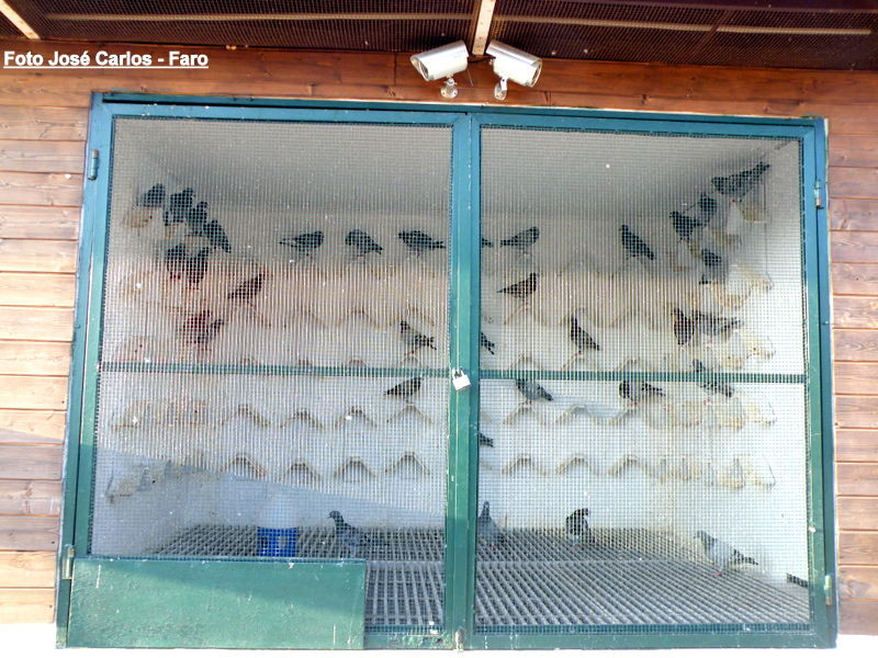 Derby Faro 2016 004.JPG