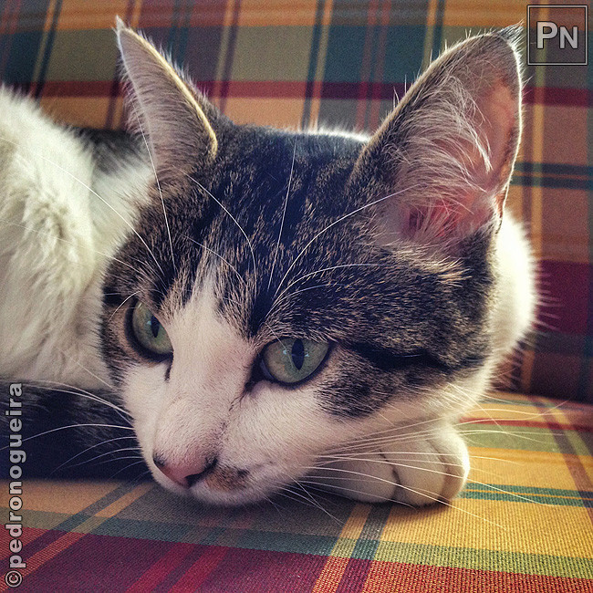 Nov_2017_075a 650px.jpg