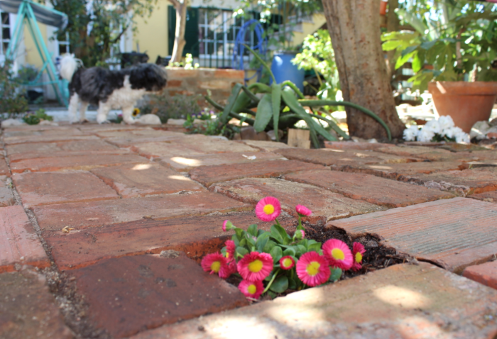 Como eu recebi a Primavera_.png