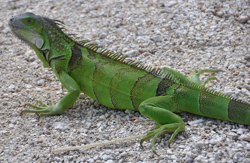 iguana-verde.jpg iguana-verde.jpg
