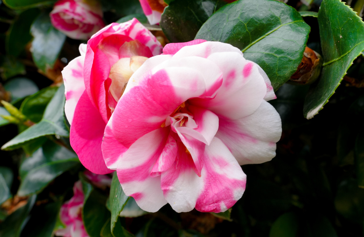 Camélia Celorico de Basto.jpg