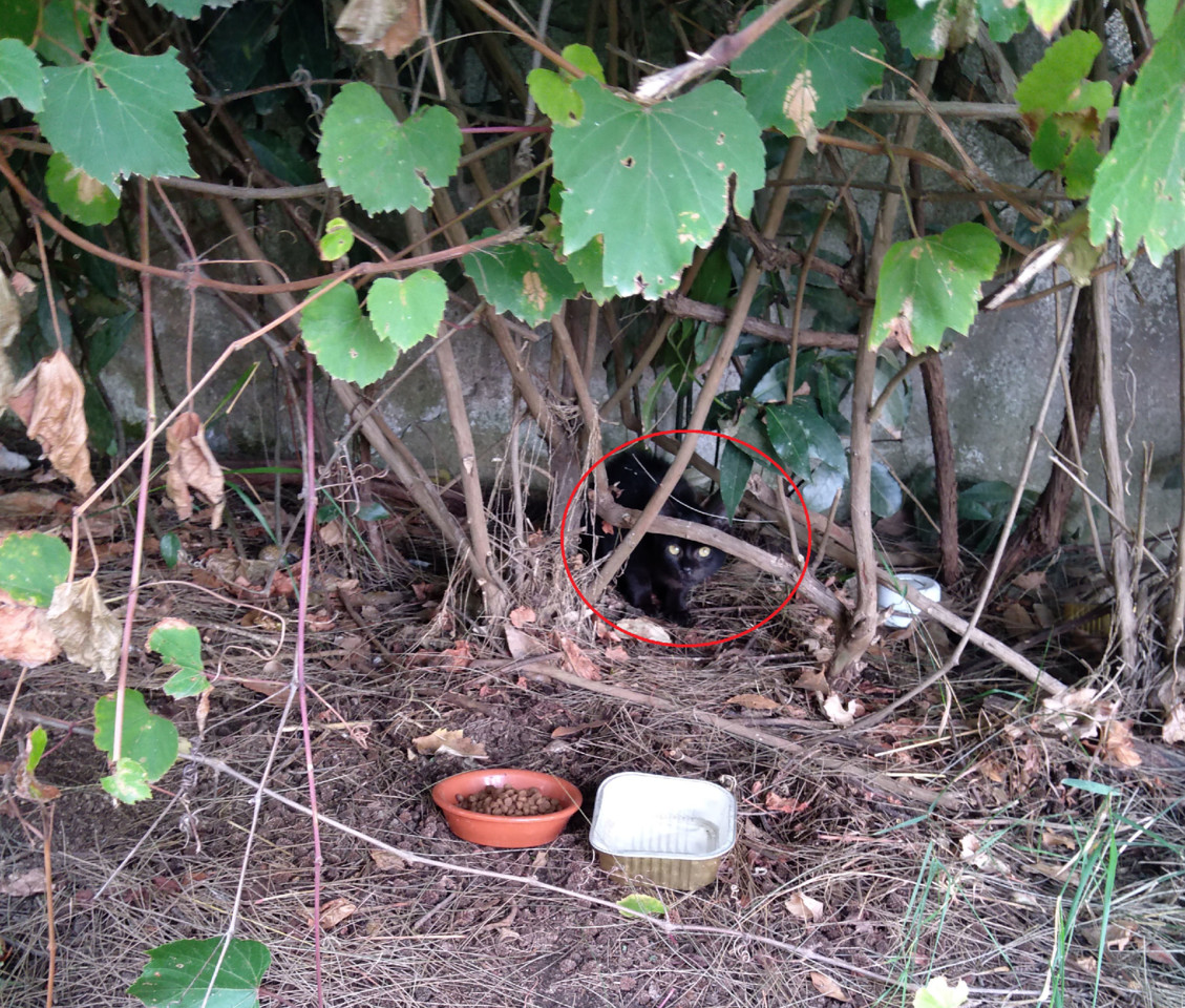 panterinha.jpg panterinha.jpg