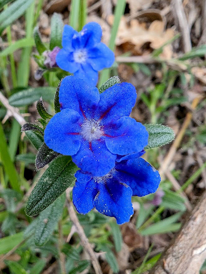 Flor no bosque da plaina05.jpg