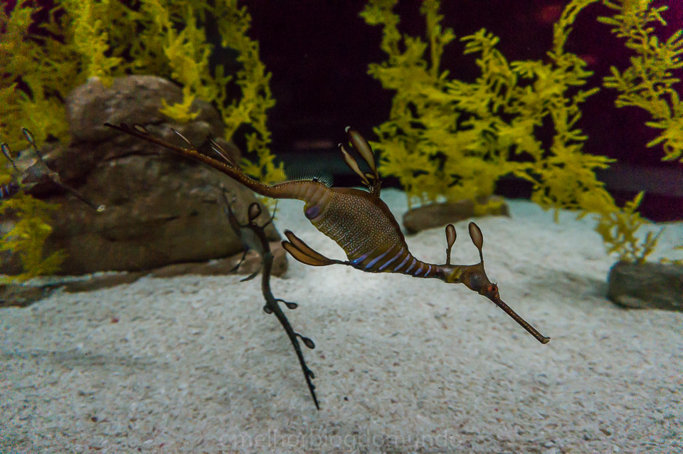 DSC00265.jpg DSC00265.jpg