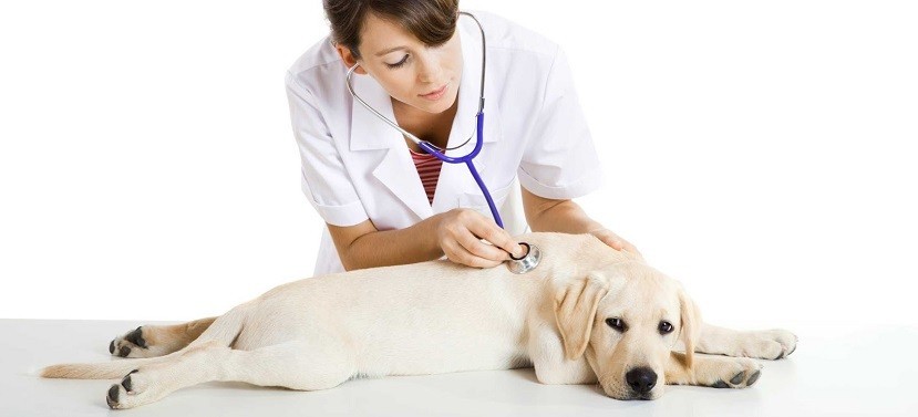 os-melhores-veterinarios-low-cost.jpg