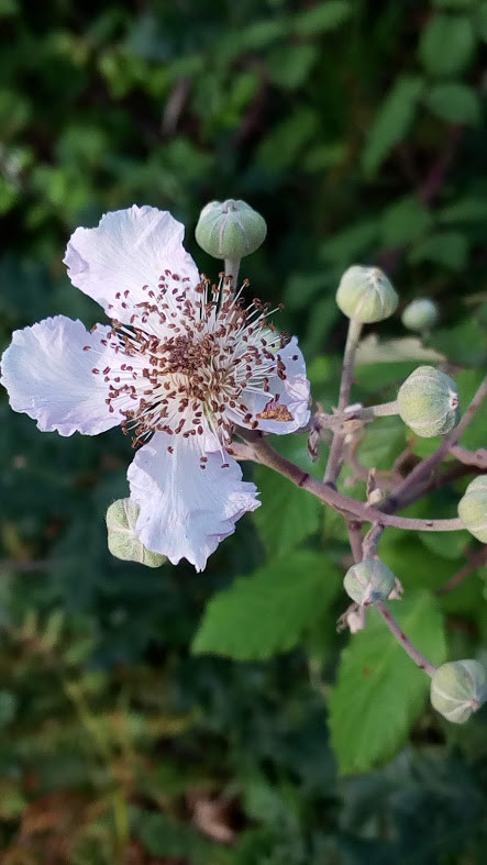 Nao_me_canso_disto_flores6b.jpg Nao_me_canso_disto_flores6b.jpg