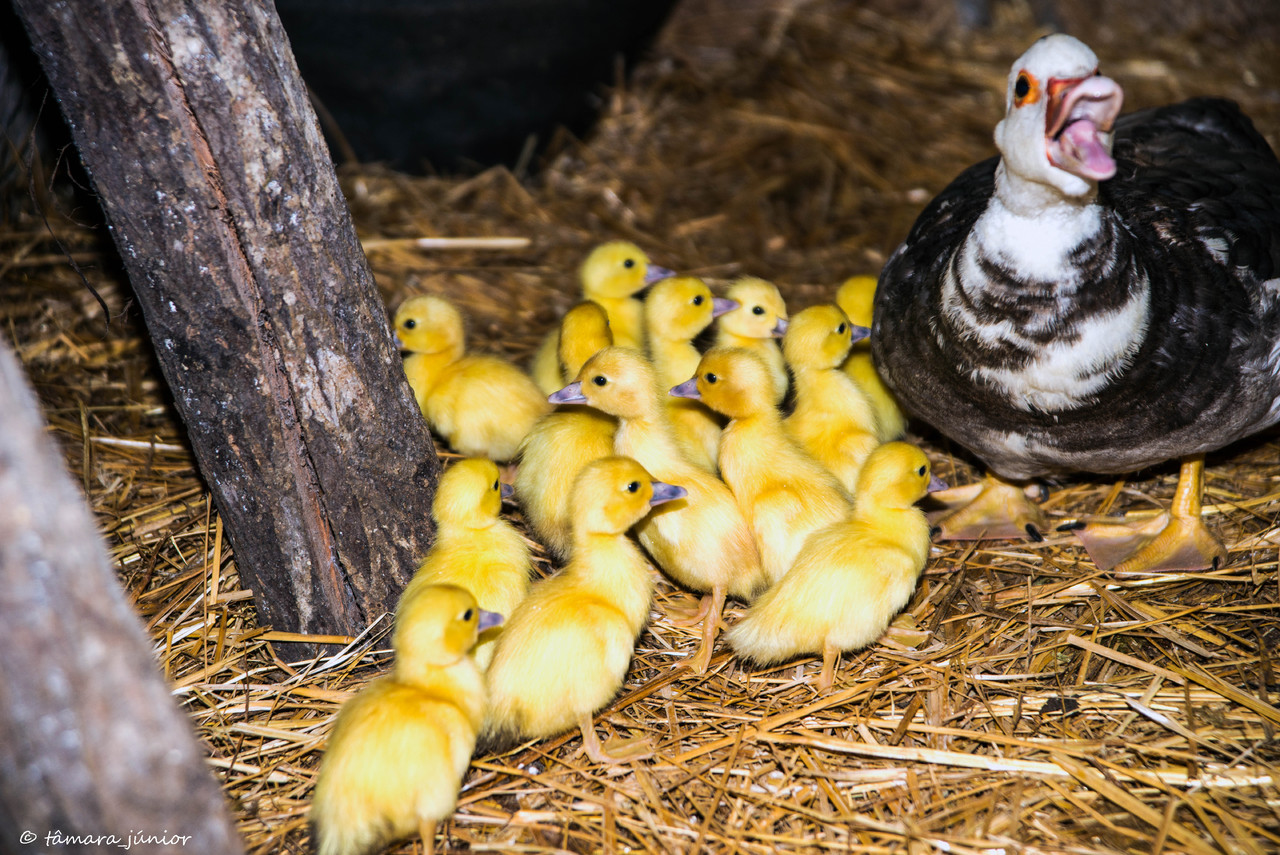 05.- Vagueando pela Montanha.jpg