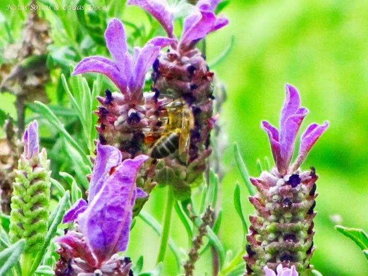 Rosmaninho_abelha.jpg