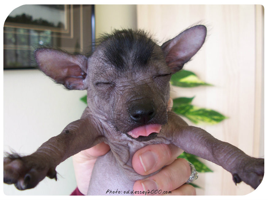 Hairless Dog Breeds - https://featuredcreature.com/five-hairless-dog-breeds-mans-best-naked-friends/