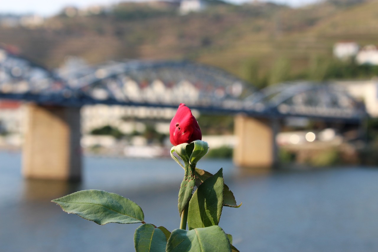 Quinta das Carvalhas - Real Companhia Velha