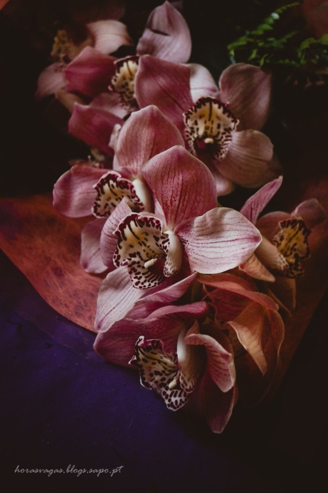 horasvagas_orquideas.jpg