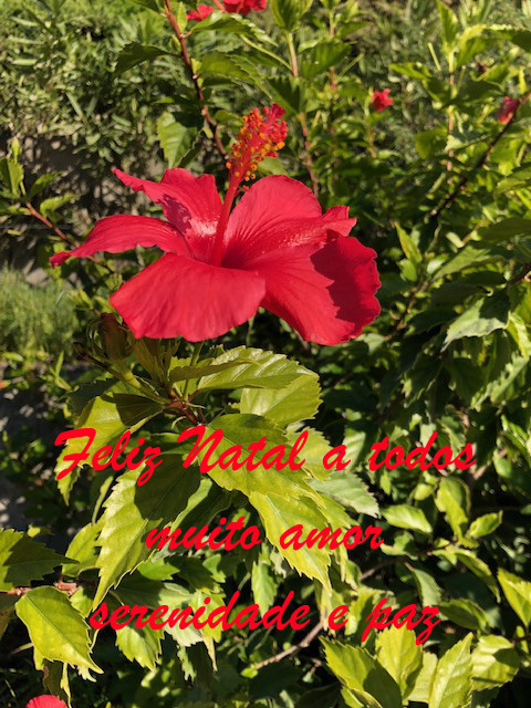 natalB.jpg natalB.jpg