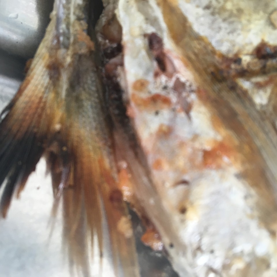 IMG_3967.JPG IMG_3967.JPG