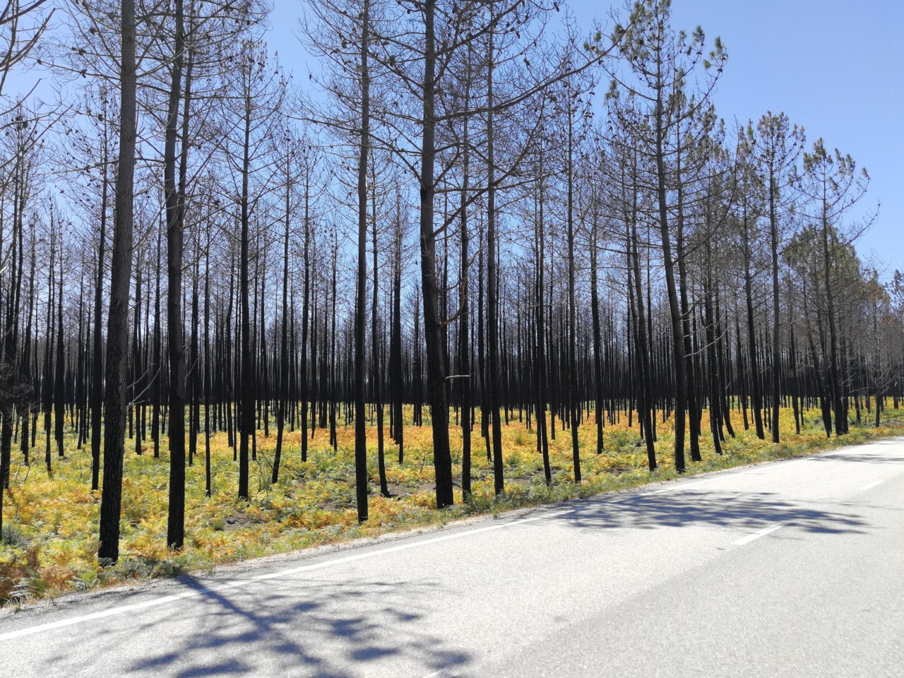 IMG_20180810_132426.jpg IMG_20180810_132426.jpg