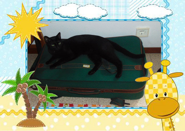 hollidays003.jpg hollidays003.jpg