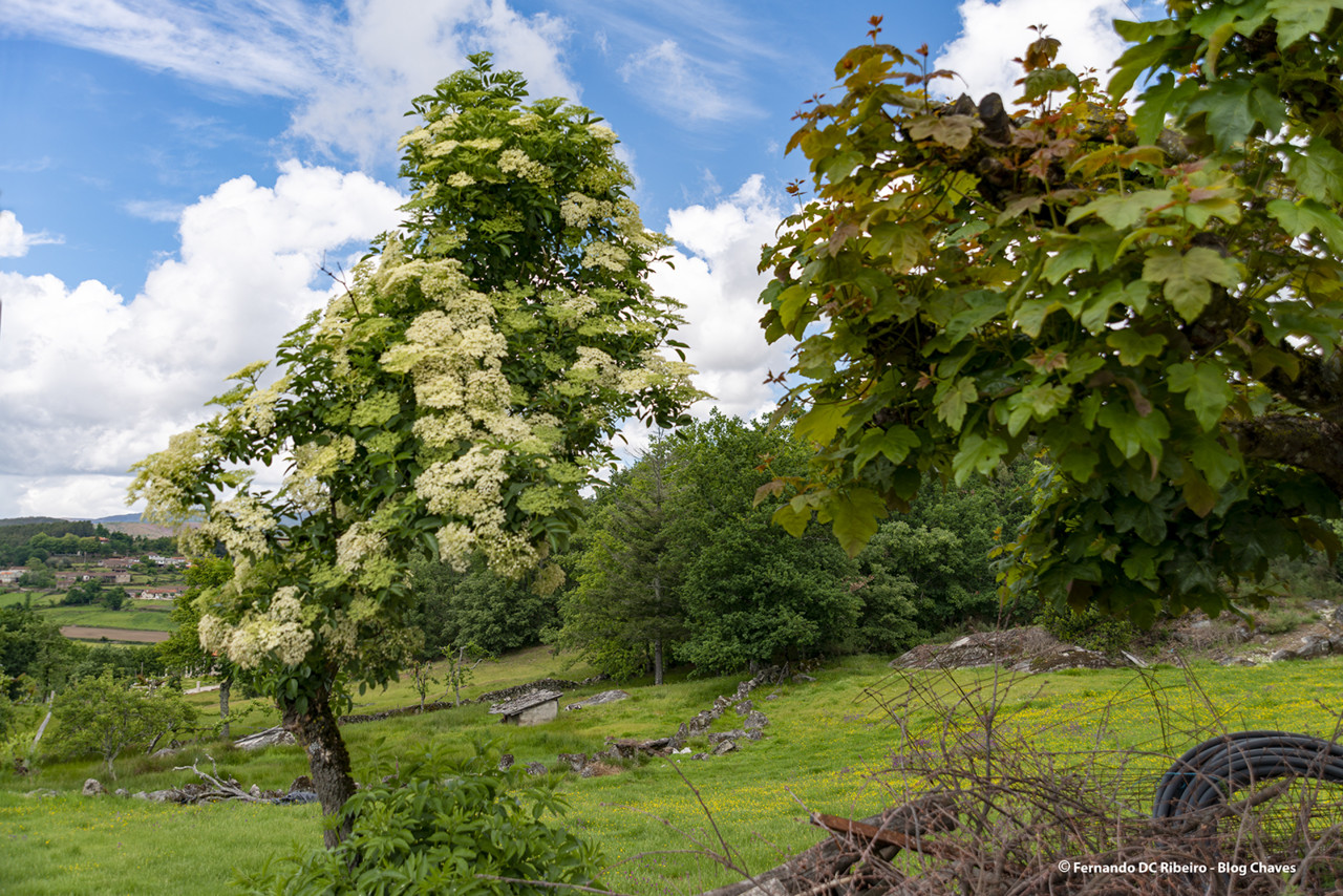 1600-romainho (40).jpg