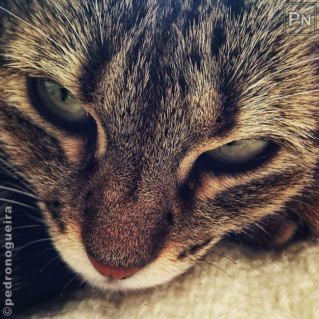 Fev_2018_003a 650px.jpg