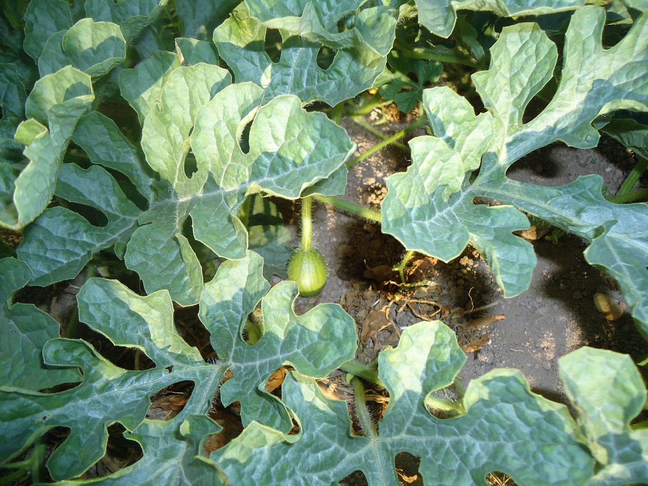 DSC06582.JPG DSC06582.JPG