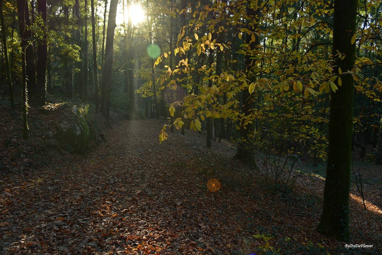 um pouco de luz.JPG4952 um pouco de luz.JPG4952