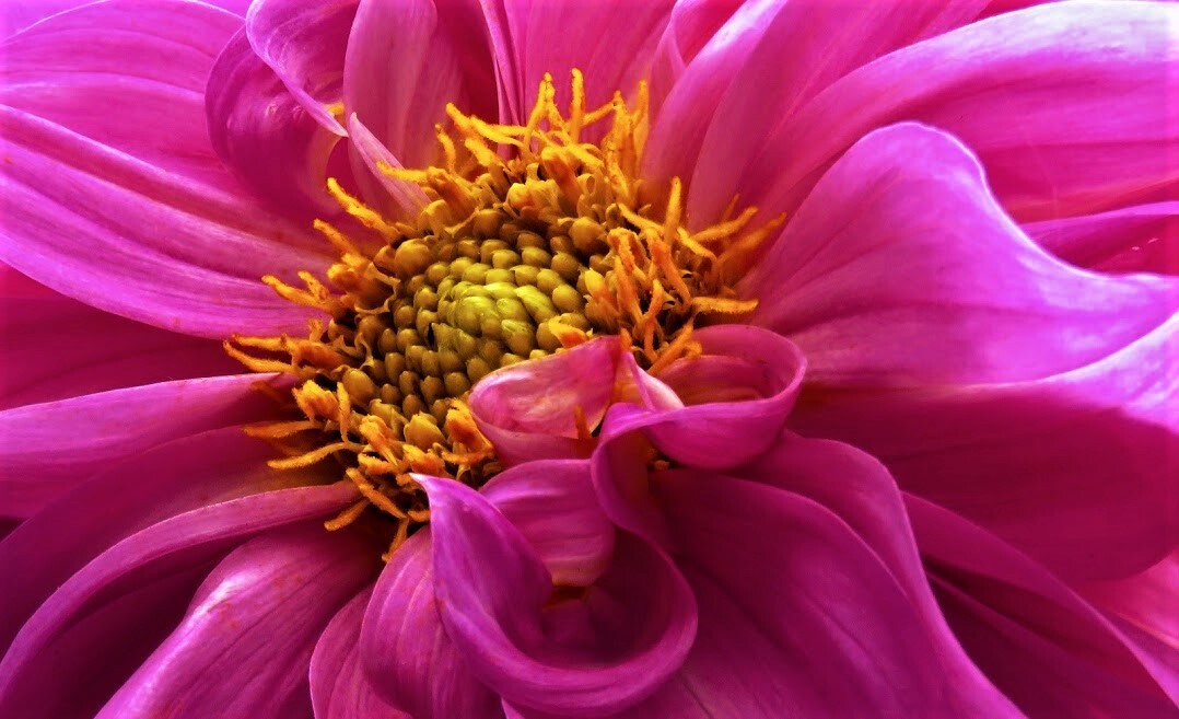 IMG_7279 amarelo malmequer.jpg