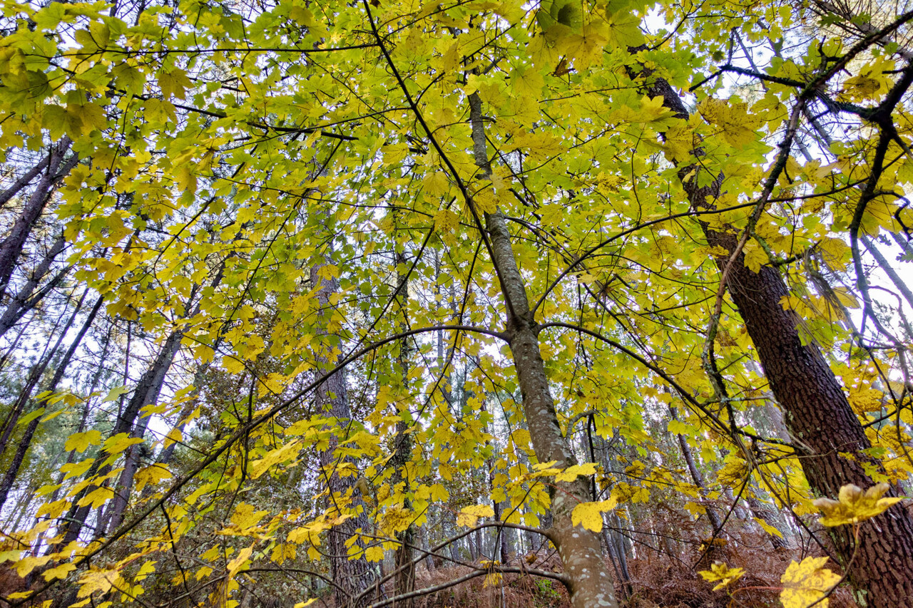árvore inverno Melgaço II copiar.jpg