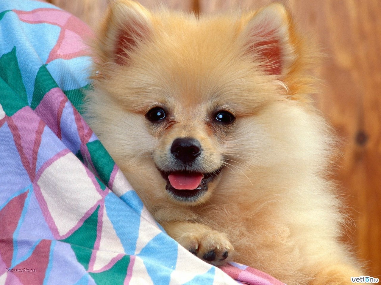 spitz dog wallpaper imagem de fundo cachorro chien