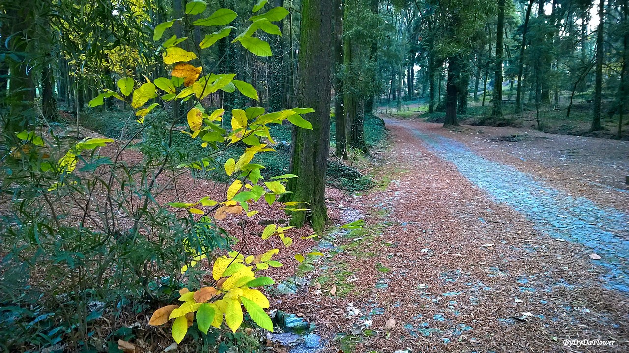 o que resta de cor.jpg o que resta de cor.jpg