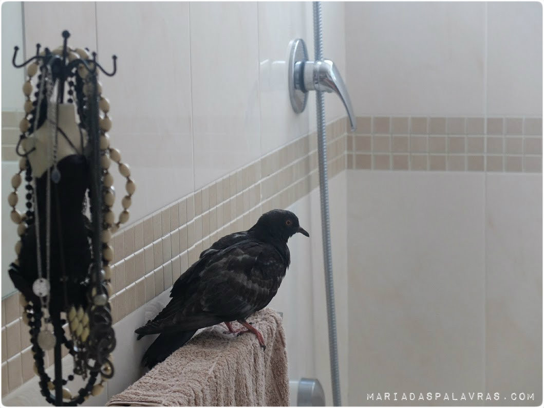 O pombo faz uma tour à casa da Maria das Palavras 2