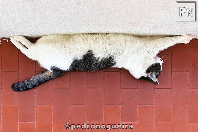 Jul_2020_028a 650px.jpg