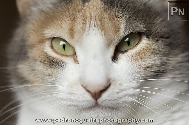 _MG_0145 650px _MG_0145 650px