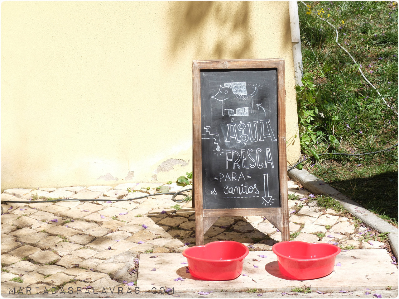 Água para canitos no mercadito do MNHCN  | Foto Maria das Palavras