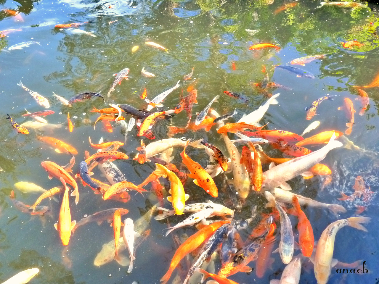 Funchal - Jardins Monte Palace (1228) assin.jpg